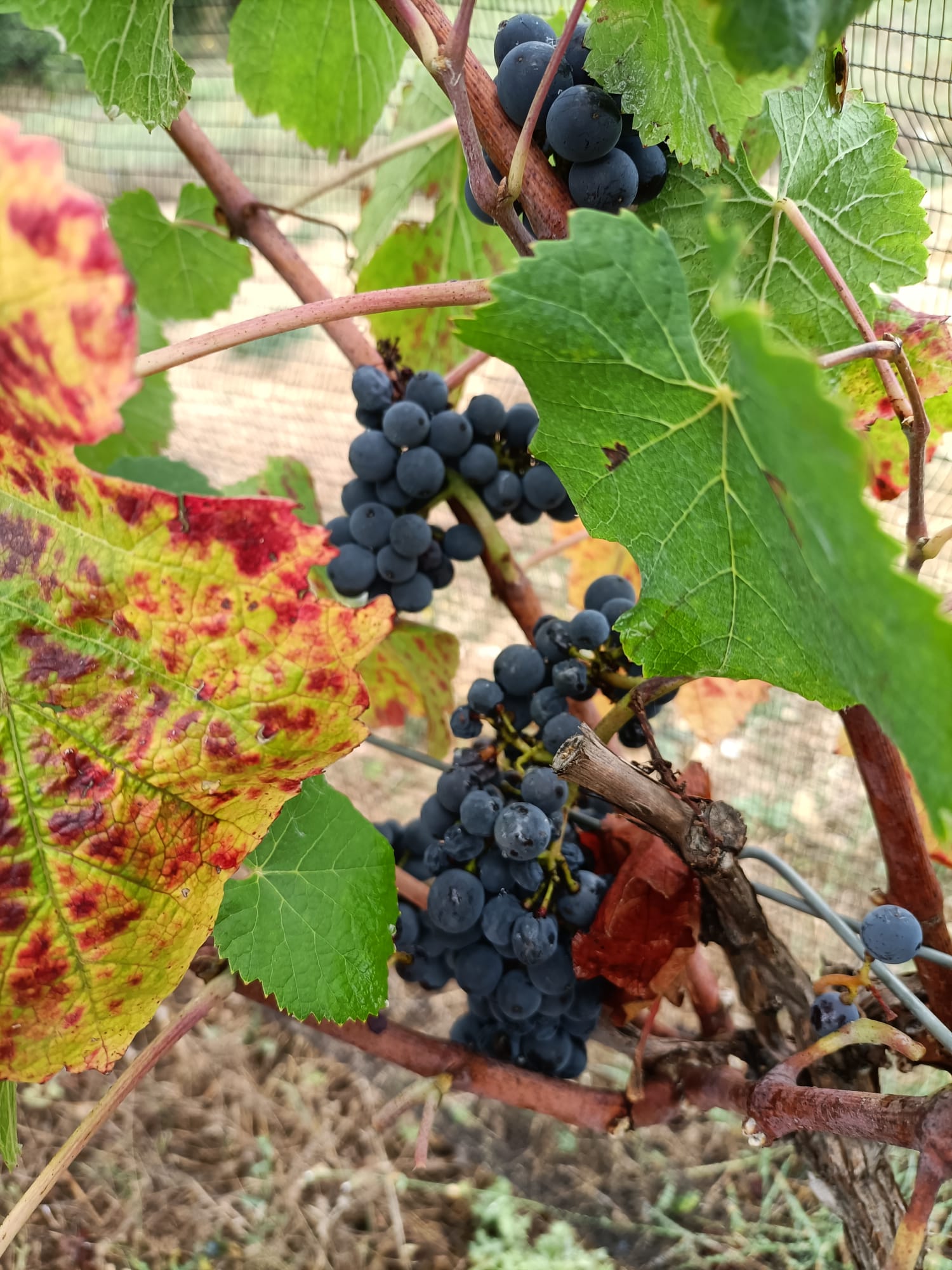 Grappoli maturi di uva scura tra foglie colorate nella vigna di montagna